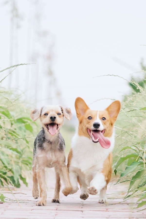 What are the most common allergies in dogs?